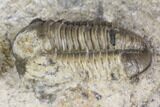 Bargain, Detailed Gerastos Trilobite Fossil - Morocco #141681-2